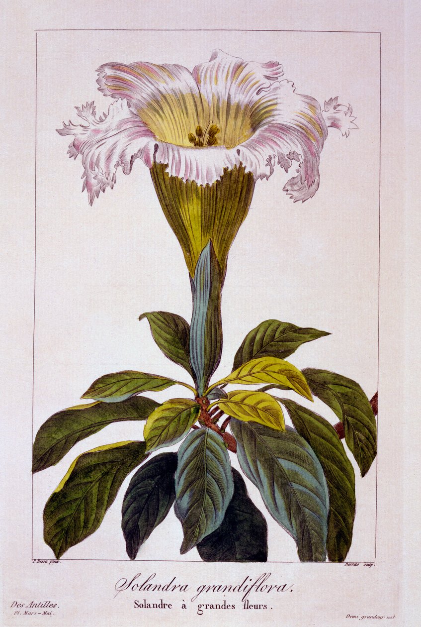 Chalice Vine, 1836 (handfärgad gravyr) av Pancrace Bessa