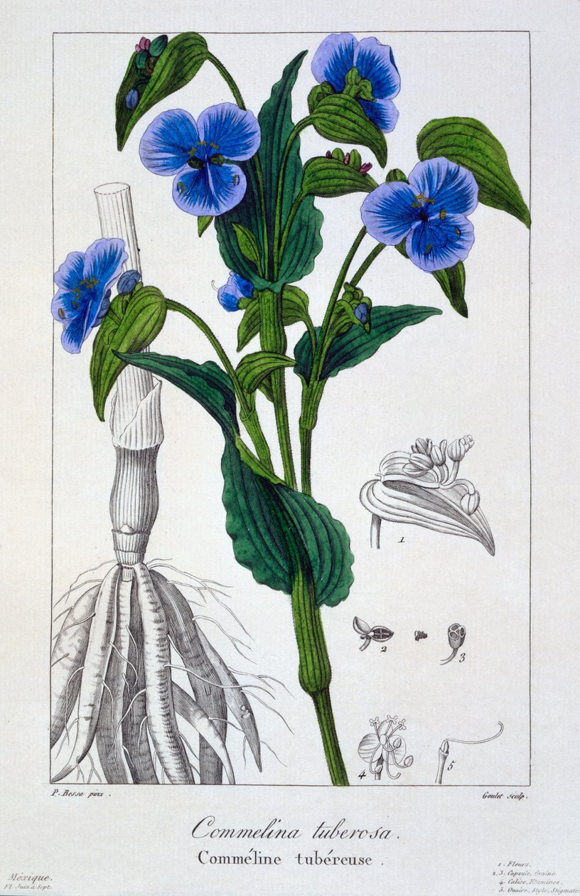 Commelina tuberosa, 1836 (handkolorerad gravyr) av Pancrace Bessa