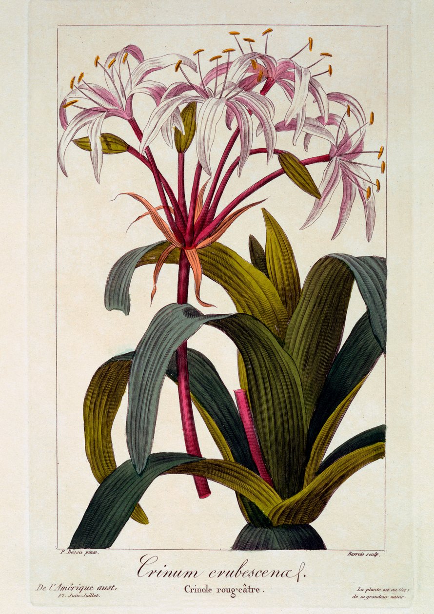 Crinum erubescens, 1836 (handfärgad gravyr) av Pancrace Bessa