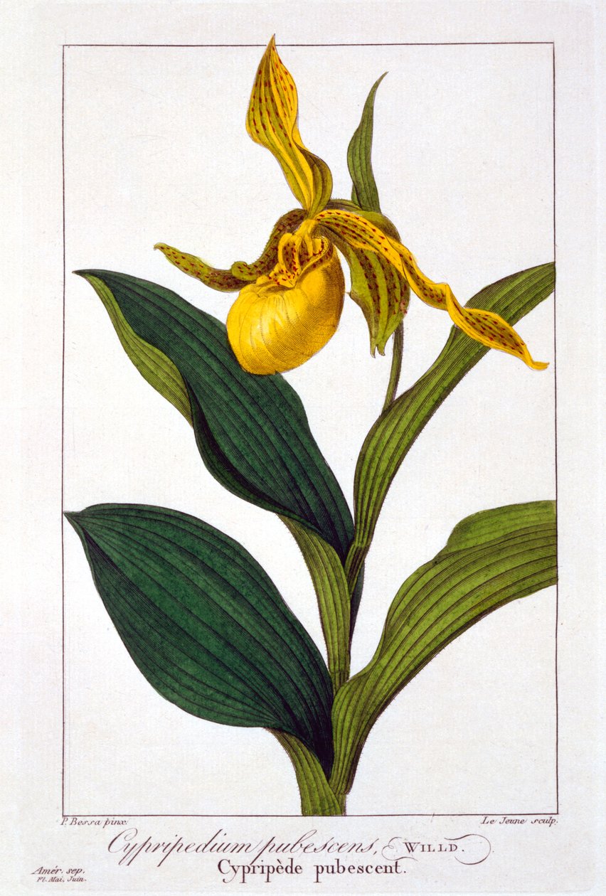 Cypripedium, 1836 (handfärgad gravyr) av Pancrace Bessa