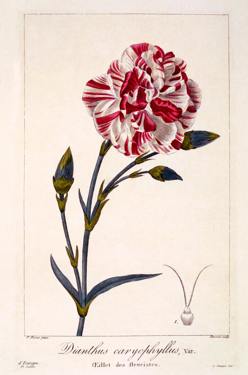 Dianthus caryophyllus, 1836 (handfärgad gravyr) av Pancrace Bessa