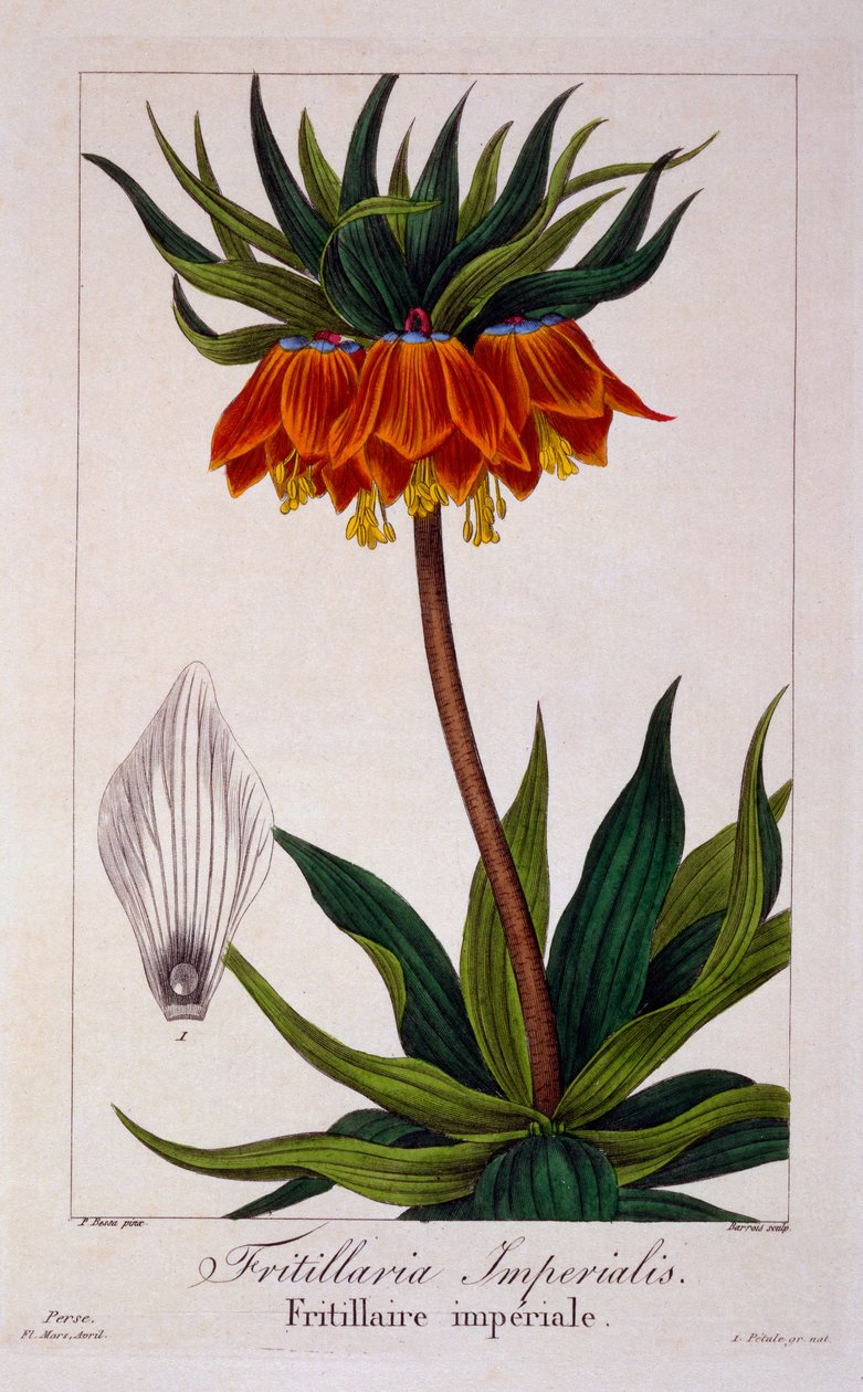 Fritillaria imperialis, 1836 (handkolorerad gravyr) av Pancrace Bessa