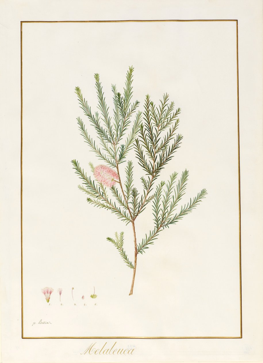 Melaleuca, inklusive fem studier av blomman (wc und bodycolour på pergament) av Pancrace Bessa