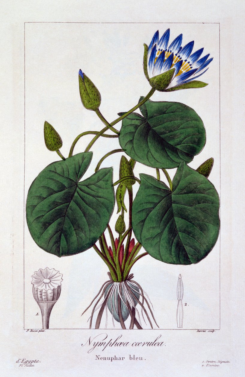 Nymphaea caerulea, 1836 (handfärgad gravyr) av Pancrace Bessa
