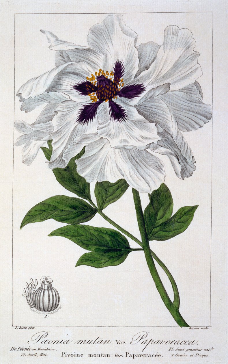 Paeonia suffruticosa, 1836 (handfärgad gravyr) av Pancrace Bessa