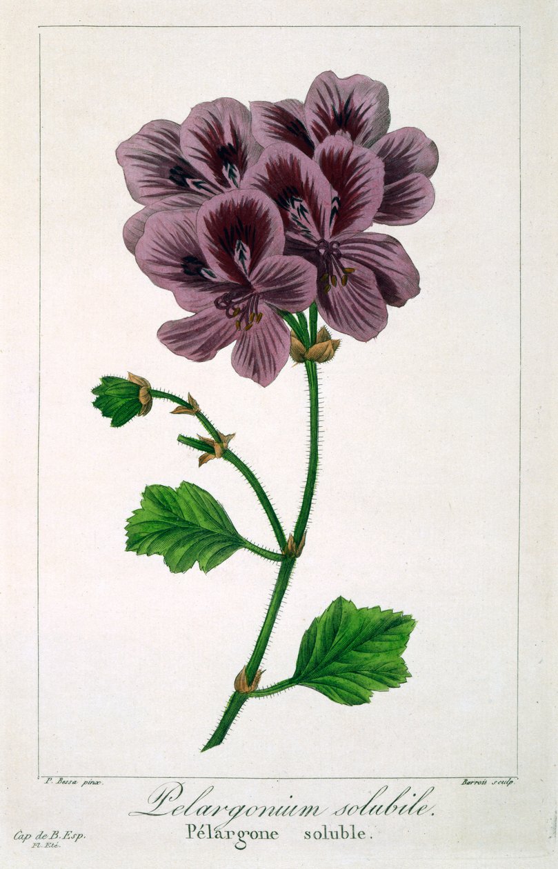 Pelargonium, 1836 (handfärgad gravyr) av Pancrace Bessa