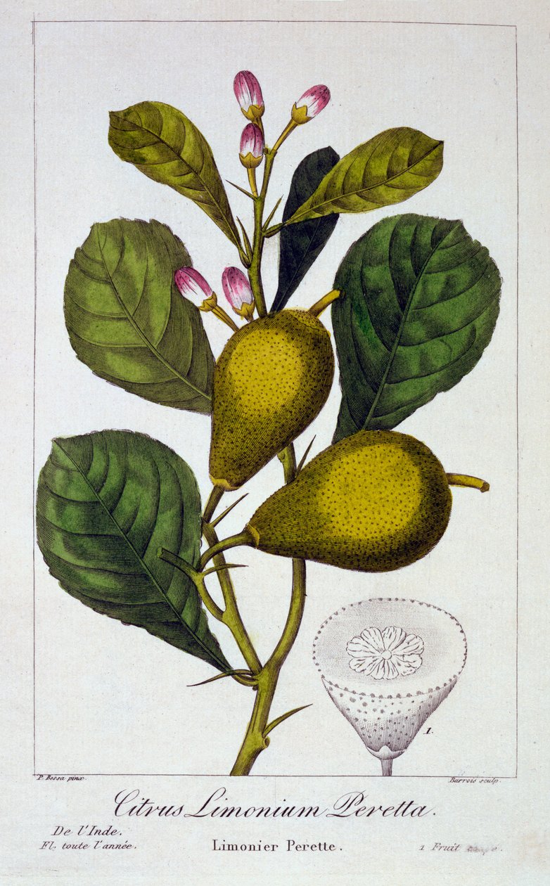 Peretta citron, 1836 (handfärgad gravyr) av Pancrace Bessa