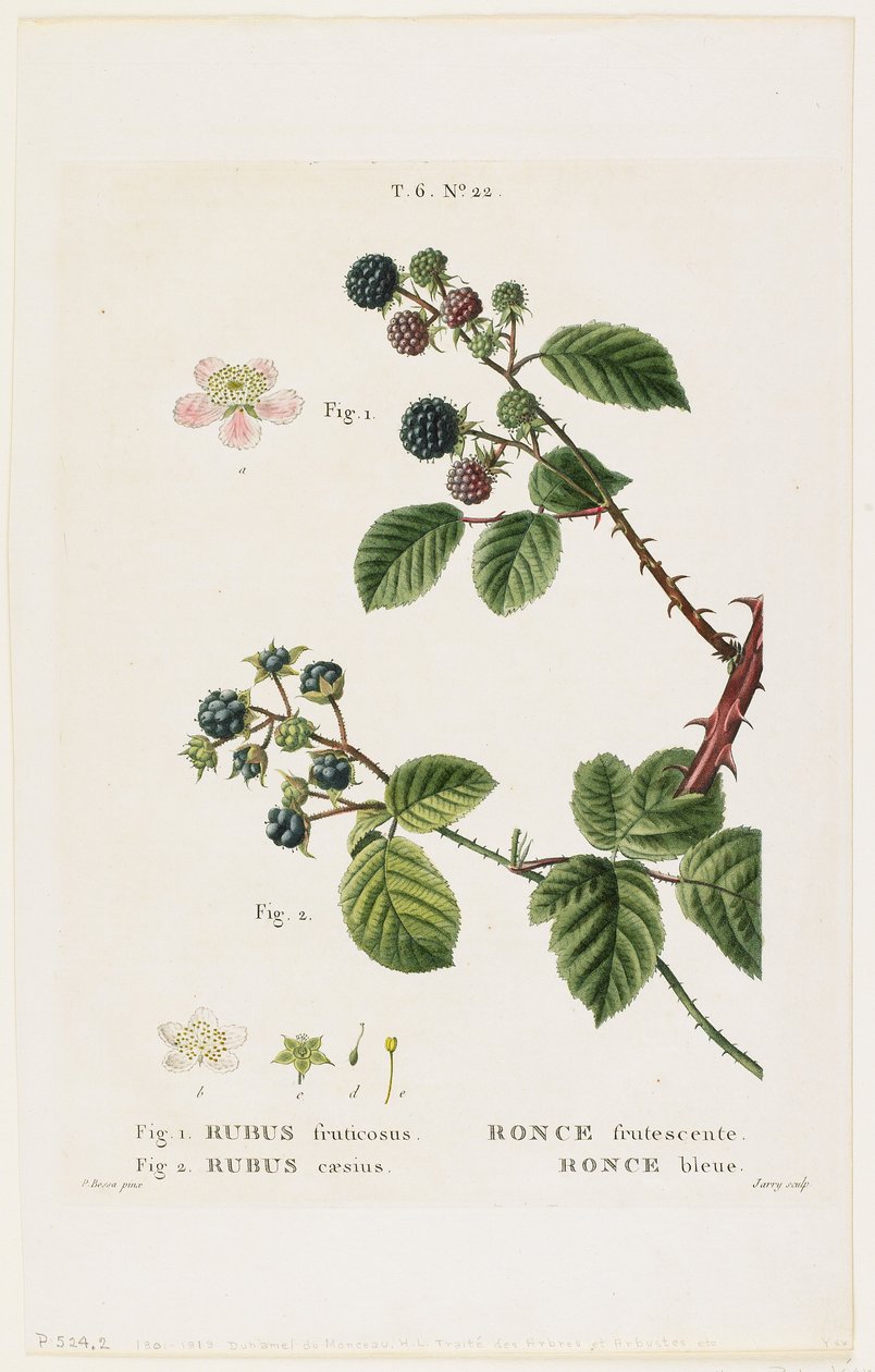Fruktig odling. Blåbär, från Traites des Arbres et Fruitiers, 1801-19 (stippstick) av Pancrace Bessa