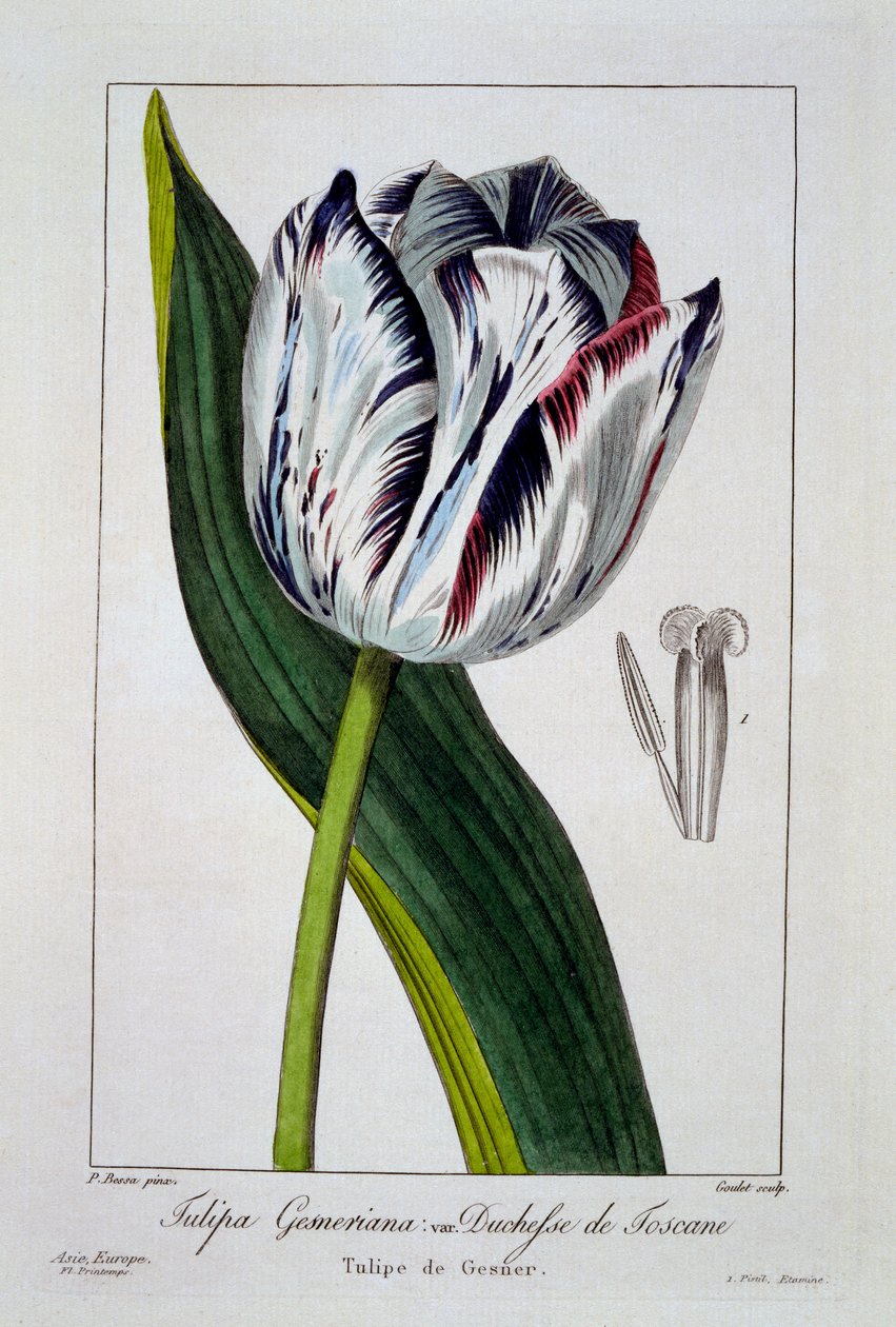 Tulpan till hertiginnan av Toscana, 1836 (handkolorerat gravyr) av Pancrace Bessa