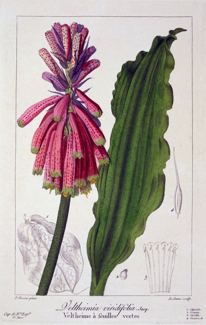 Veltheimia viridifolia, 1836 (handkolorerad gravyr) av Pancrace Bessa