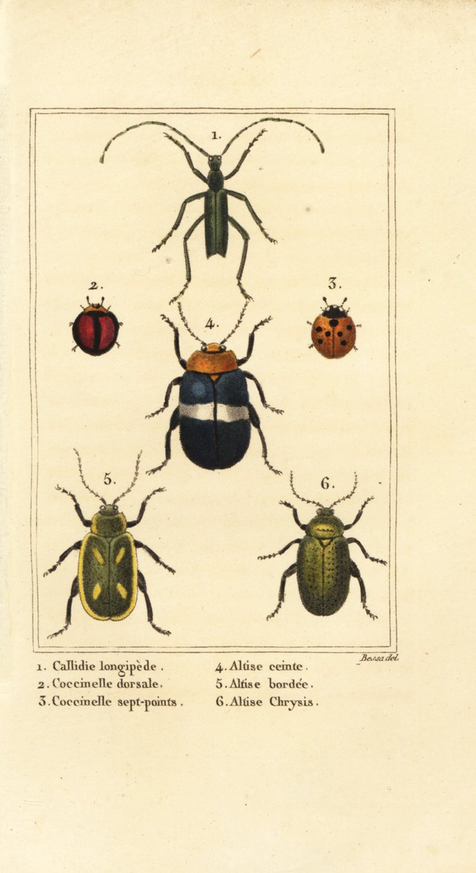 Callidium longipes 1, nyckelpigor, Jauravia dorsalis 2, Coccinella septempunctata 3, loppbaggar, Altica emarginata 4, Altica emarginata 5 och Altica chrysis 6 av Pancrace (after) Bessa