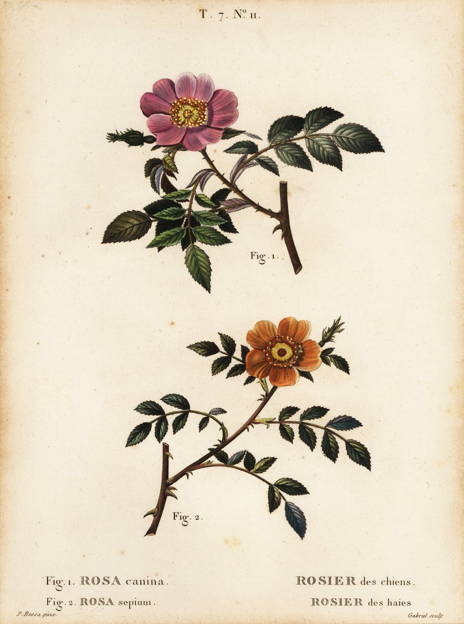 Hundros, Rosa canina, Rosier des Chiens 1, och småbladig sötbrist, Rosa sepium, Rosa agrestis, Rosier des Haies 2 av Pancrace (after) Bessa