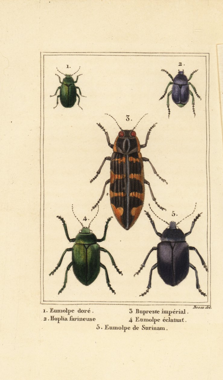 Dogbanebagge, Chrysochus auratus 1, Hoplia argentea 2, banksia juvelbagge, Cyrioides imperialis 3, Eumolpus fulgidus 4 och Eumolpus surinamensis 5 av Pancrace (after) Bessa