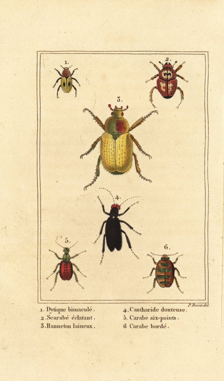 Dytiscus bimaculatus 1, scarab 2, cockchafer, Melolontha melolontha 3, Cantharis skalbagge 4, Carabus sexpunciatus 5 och Omophron limbatum 6 av Pancrace (after) Bessa