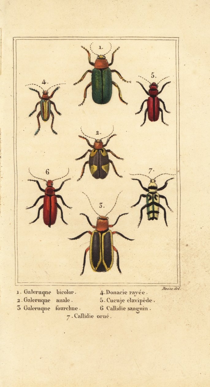 Bladbaggar, Galeruca art 1, Aulacophora analis 2, Cyclotrypema furcata 3, Donacia vittata 4, platt barkborre, Cucujus clavipes 5, Pyrrhidium sanguineum 6 och Chlorophorus varius 7 av Pancrace (after) Bessa