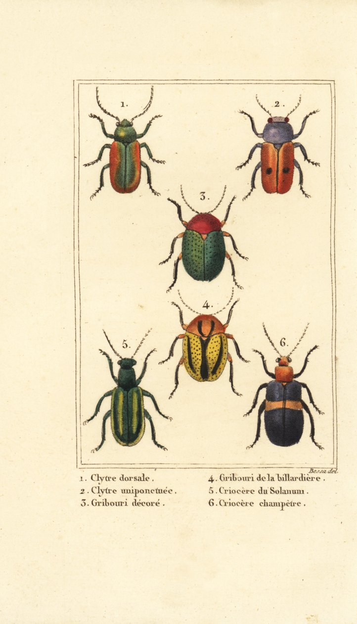 Bladbaggar: Smaragdina limbata 1, Clytra laeviuscula 2, Cryptocephalus skalbaggar 3,4, Crioceris solani 5 och Chrysomela campestris 6 av Pancrace (after) Bessa