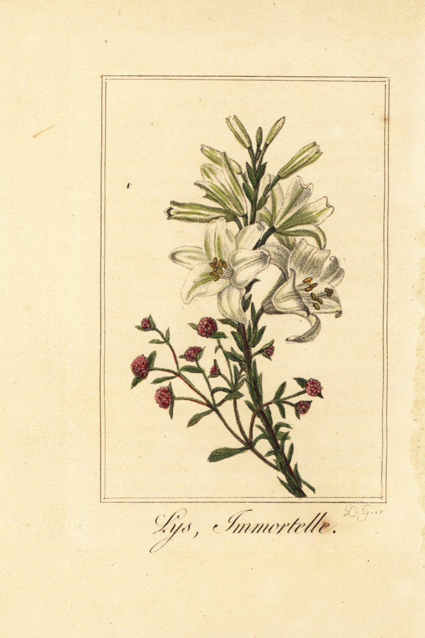 Lilja och röd evigt, Lys och odödlig, vit lilja och blodig Helichrysum av Pancrace (after) Bessa