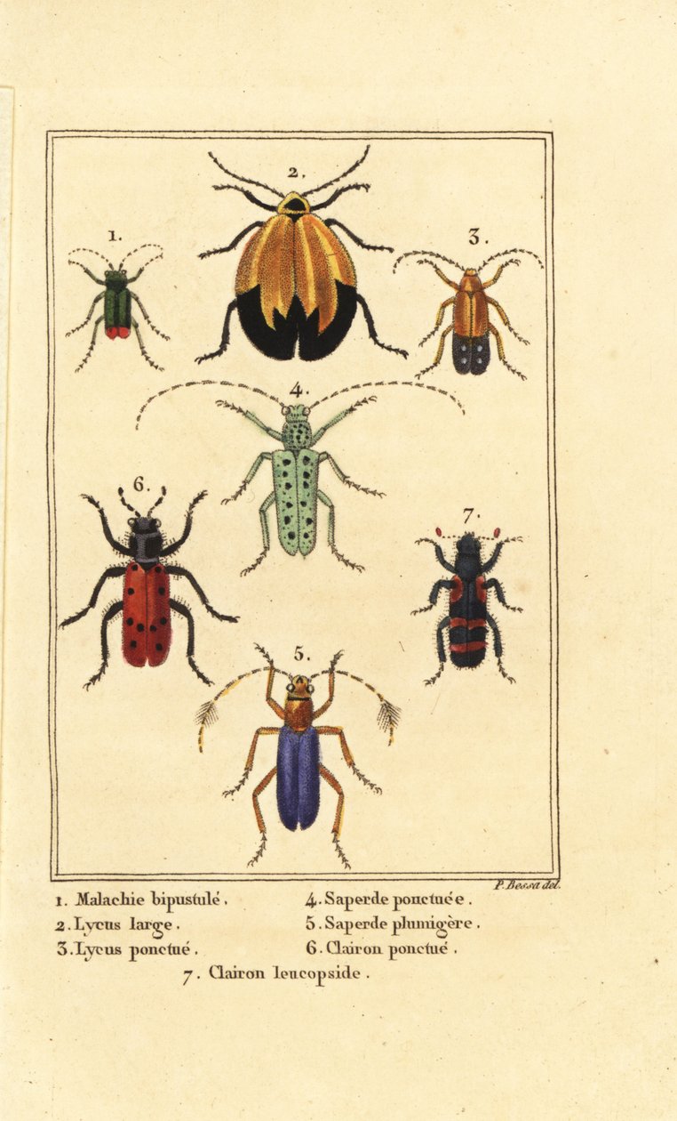 Malakitbagge, Malachius bipustulatus 1, nätvingade skalbaggar, Lycus melanurus 2, Lycus punctatus 3, Saperda punctata 4, Saperda art 5, Trichodes octopunctatus 6 och Trichodes apiarius 7 av Pancrace (after) Bessa