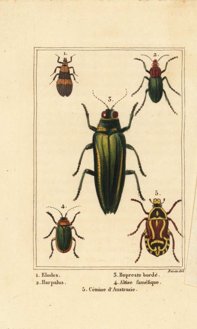 Kärrbagge, Elodes 1, Harpalus skalbagge 2, juvelbagge, Buprestis 3, loppbagge, Altica famelica 4 och rosenskav, Cetonia art 5 av Pancrace (after) Bessa