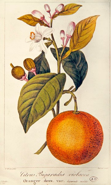 Orange, graverad av Barois, c.1820 (färgad gravyr) av Pancrace (after) Bessa
