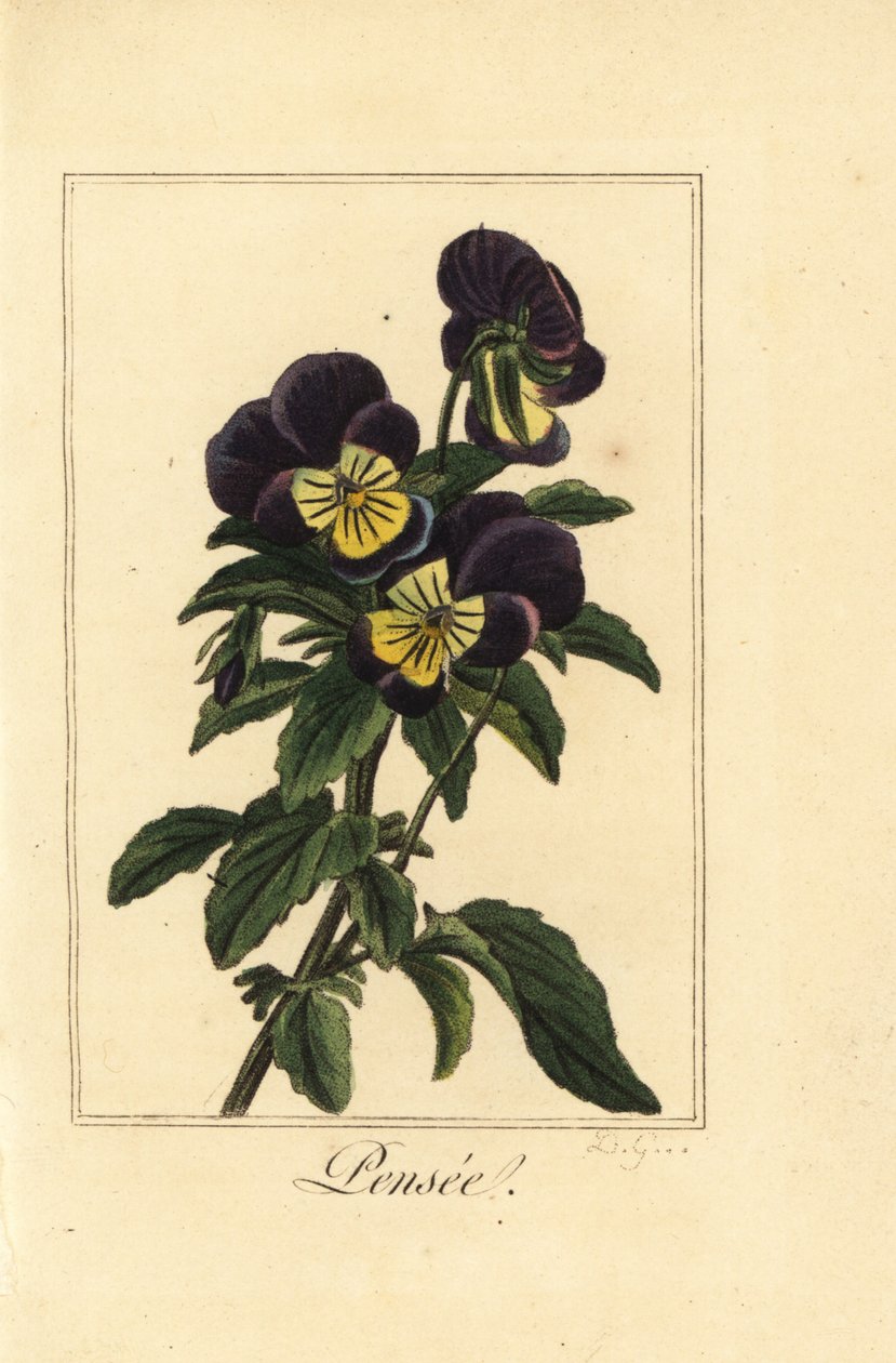 Pensé, pensee, Viola tricolor var. av Pancrace (after) Bessa
