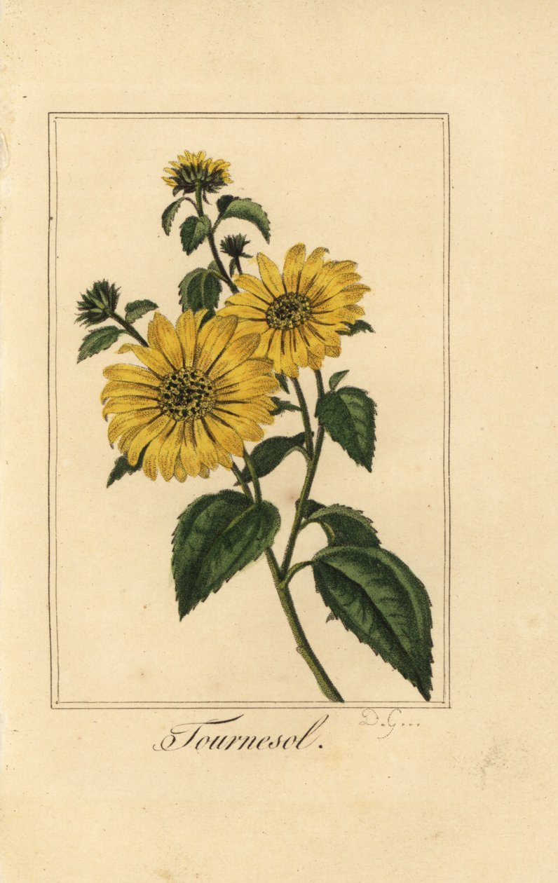 Solros, turnesol, Helianthus annuus av Pancrace (after) Bessa