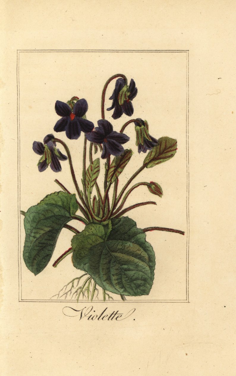 Söt viol, Violette, Viola odorata av Pancrace (after) Bessa