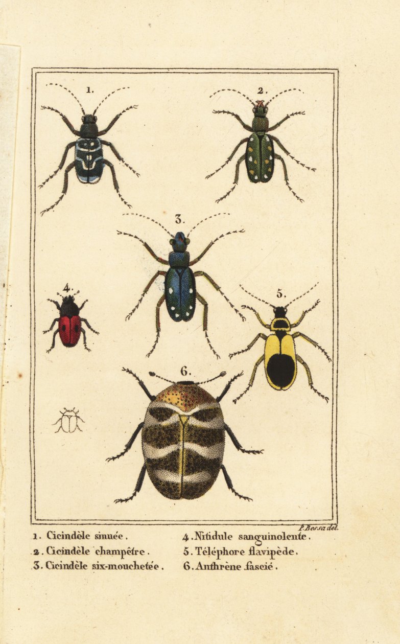 Tigerbaggar, Cicindela sinuata 1, Cicindela campestris 2, Cicindela sexguttata 3, Nitidula blodfläckade 4, varierad mattbagge, gulaktig telefor 5, Anthrenus verbasci 6 av Pancrace (after) Bessa