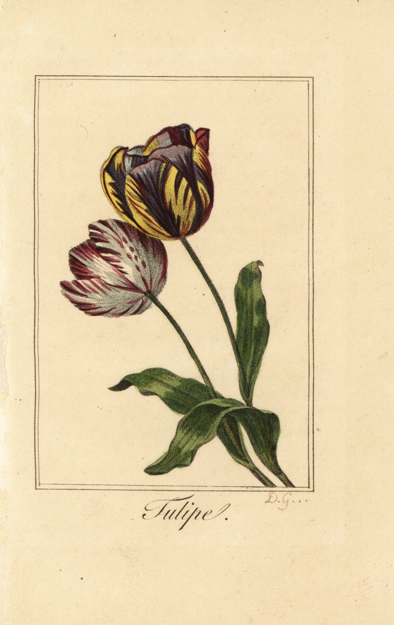 Sorter av tulpan, tulpan, Tulipa gesneriana av Pancrace (after) Bessa