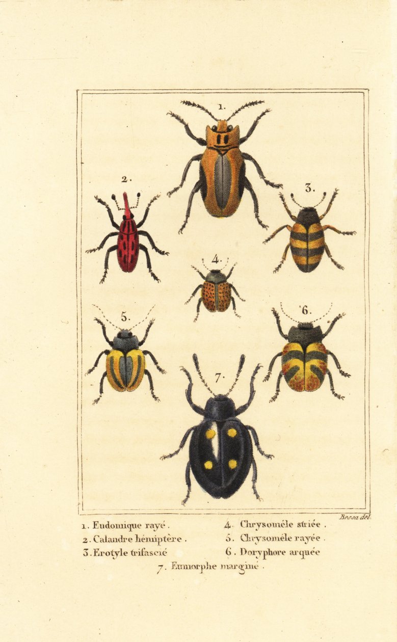 Vivlar: Eudomychus striata 1, Calandra hemiptera 2, behaglig svampbagge, Erotylus art 3, Chrysomela striata 4, Acalymma vittatum 5, Chrysomela arcuata 6 och Eumorphus marginata 7 av Pancrace (after) Bessa