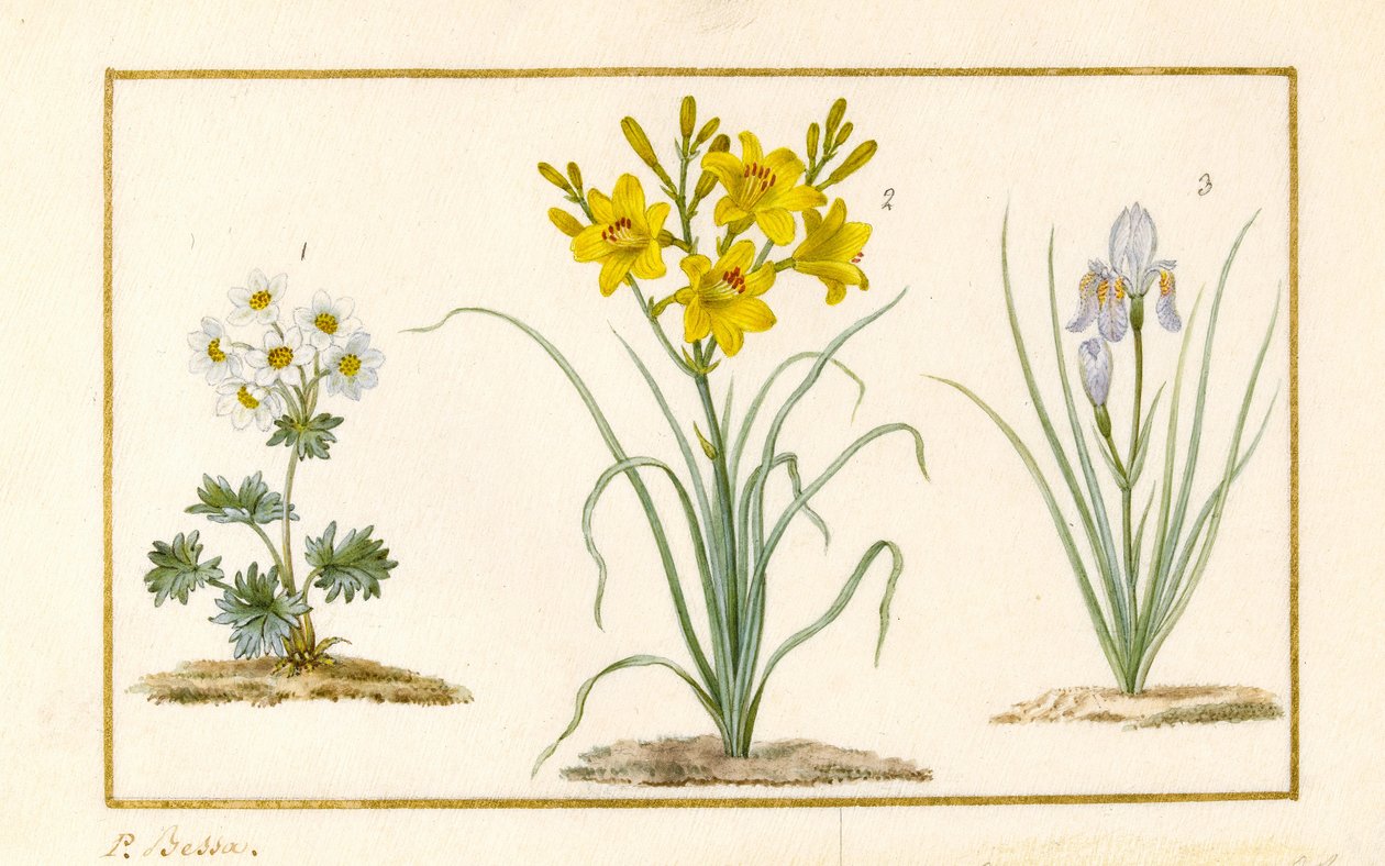 Annemone, Hemerocale och Iris (detalj) (grafit, wc och kroppsfärg på veläng) av Pancrace Bessa