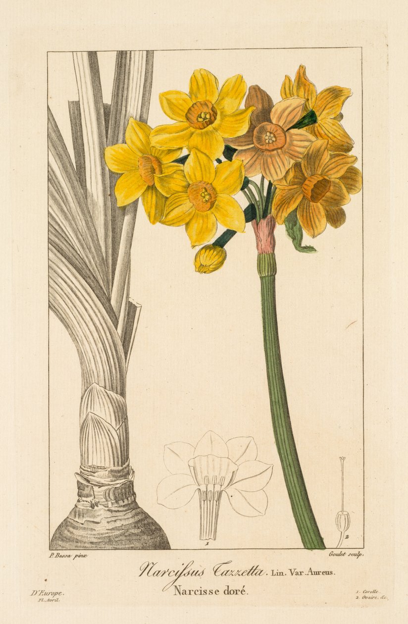 Flora för trädgårdsmästare, hobbyister och tillverkare: Polyanthus eller Cluster Narcissus av Pancrace Bessa