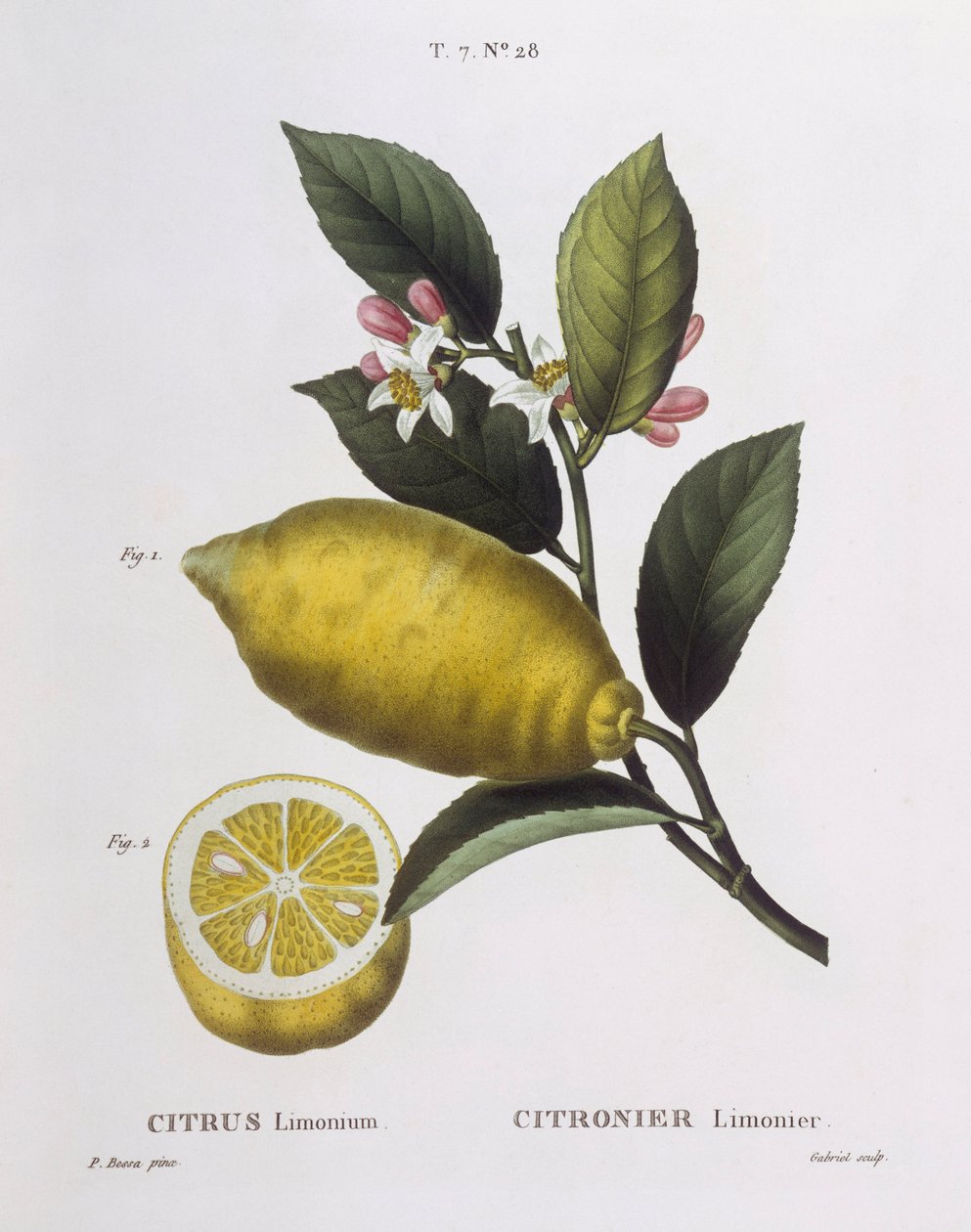 Citron (Citrus limonium), Henry Louis Duhamel du Monceau, botanisk tallrik av Pancrace Bessa av Pancrace Bessa