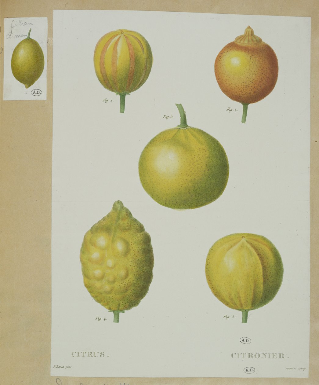 Citroner, graverade av Gabriel av Pancrace Bessa