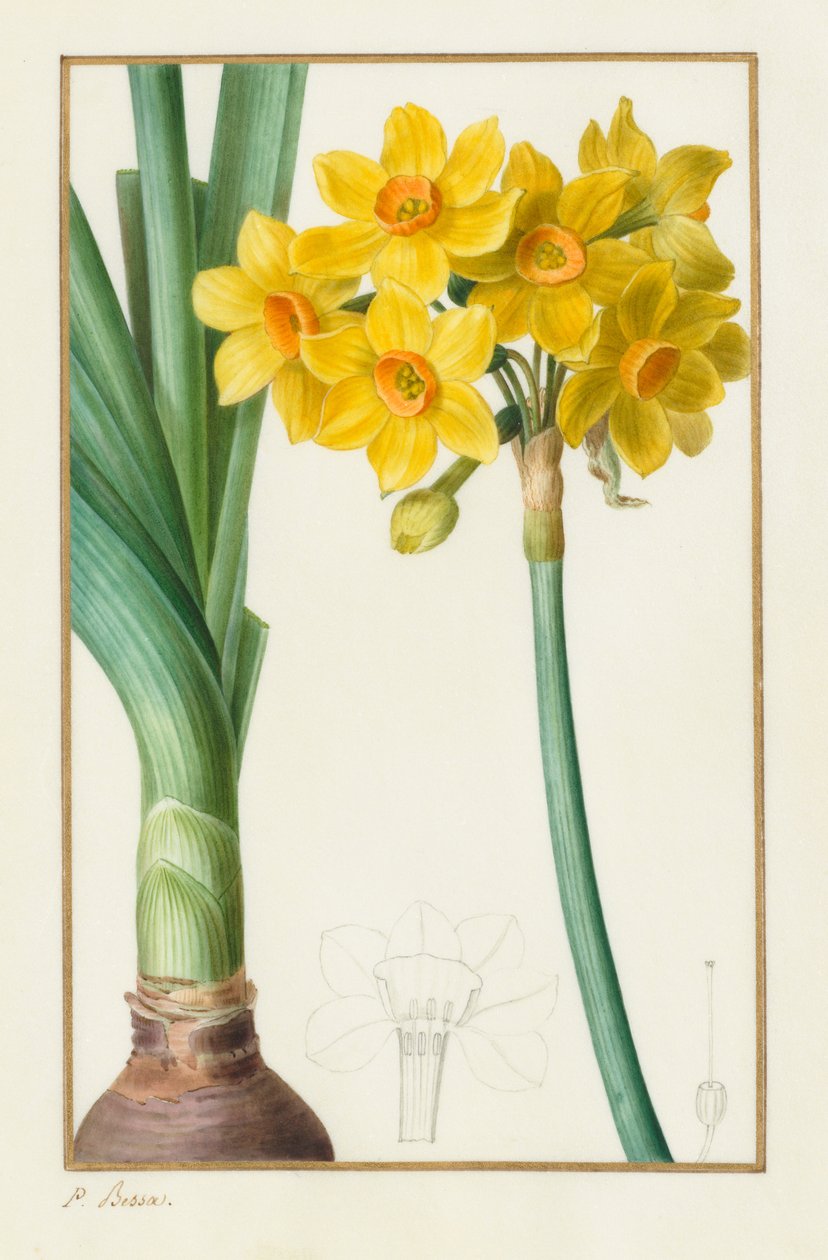 Polyanthus eller Cluster Narcissus Botanical: Narcissus tazetta, 1836. av Pancrace Bessa