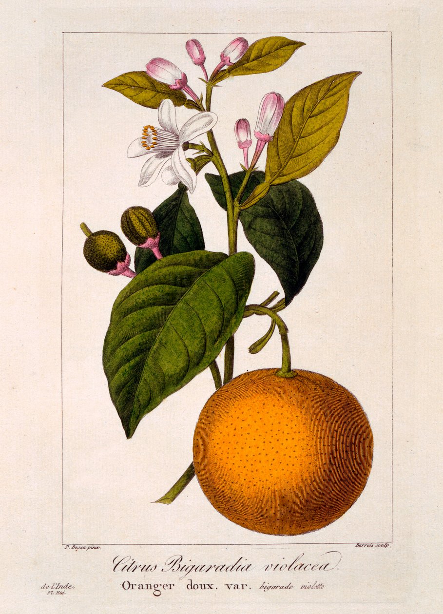 Söt apelsin: Citrus sinensis var. Bigaradia violacea, 1836 (handfärgad gravyr) av Pancrace Bessa
