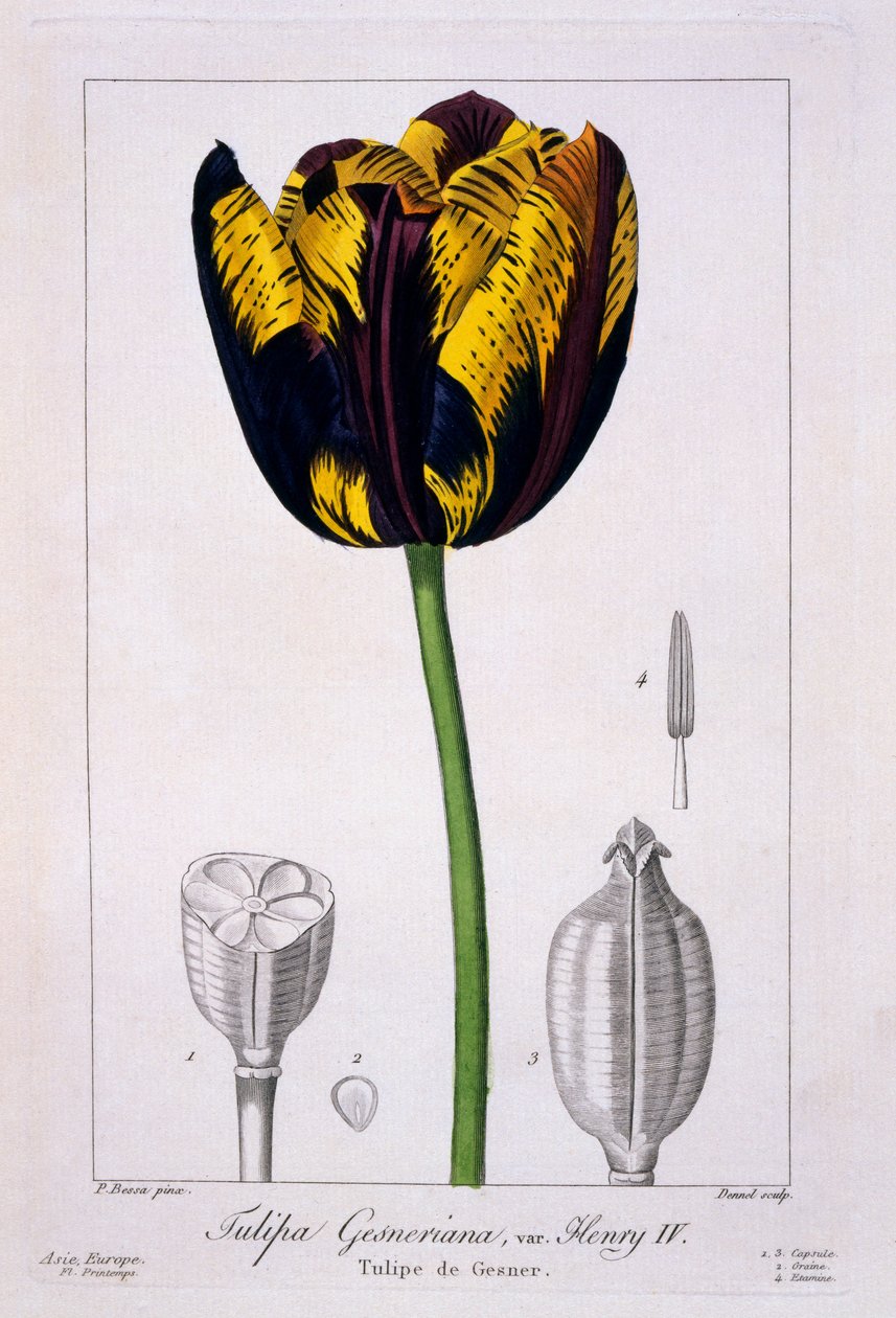 Tulpan av kung Henrik IV, 1836 (handfärgad gravyr) av Pancrace Bessa
