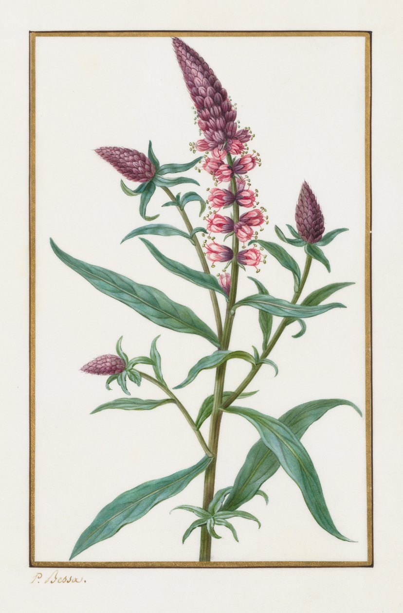 Utan titel, 1828-1835. av Pancrace Bessa