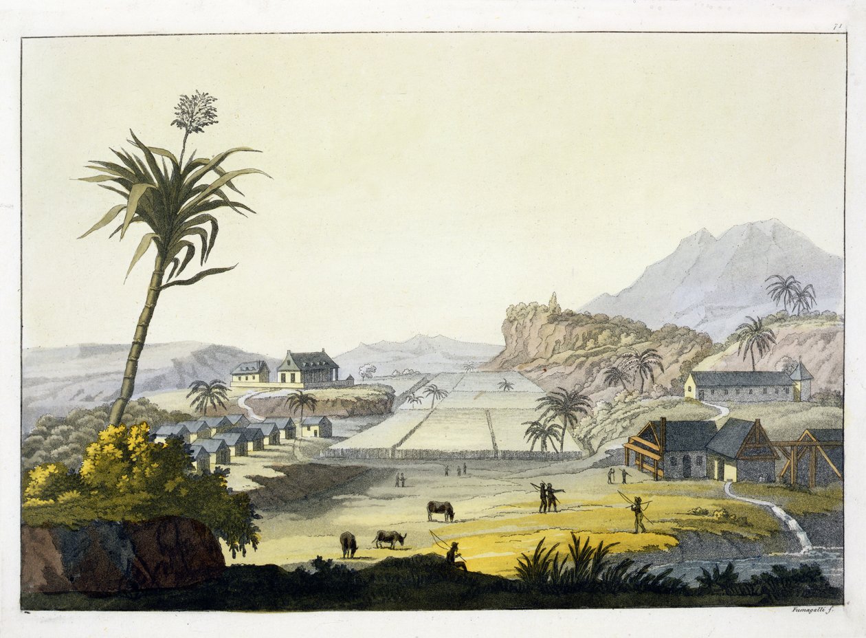 Sockerplantage, Antillerna (färggravyr) av Paolo Fumagalli