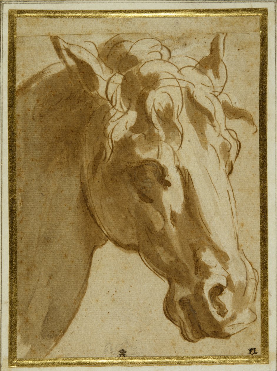 Huvudet och halsen på en häst (penna & brunt bläck med tvätt på krämpapper) av Parmigianino
