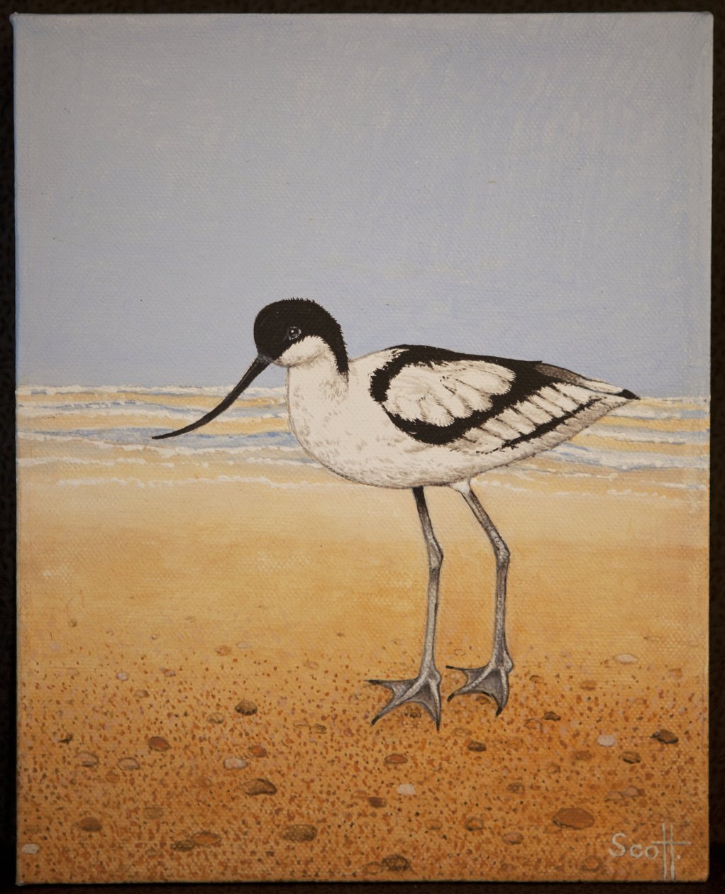 Avocet, 2016 av Pat Scott