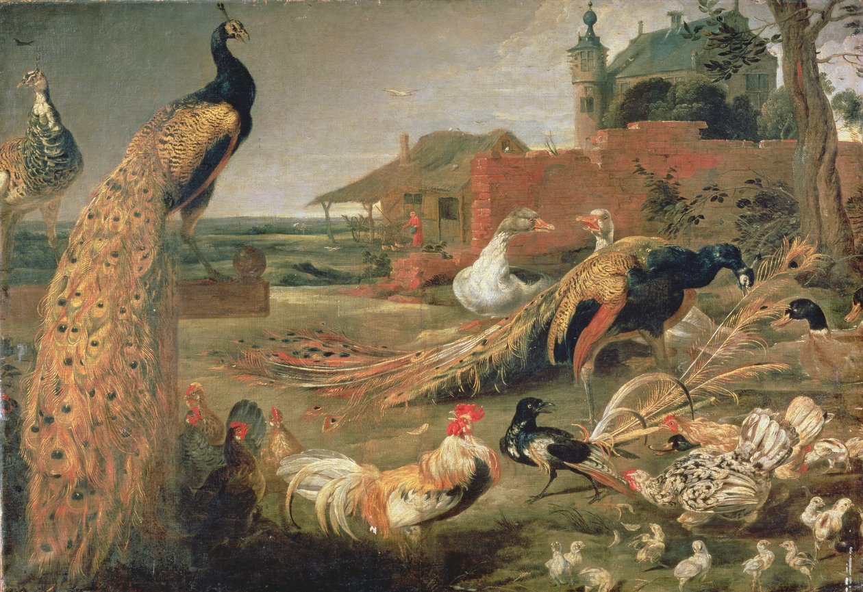 O se Manu i Fulu Peacock na sasau av Paul De Vos