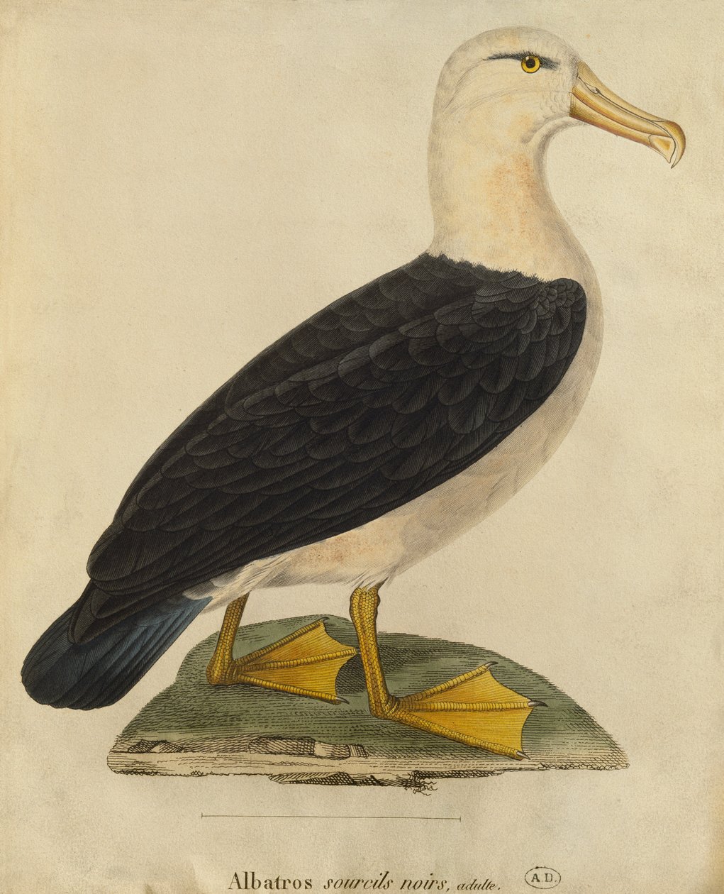 Albatross med svarta ögonbryn (färggravyr) av Paul Louis Oudart