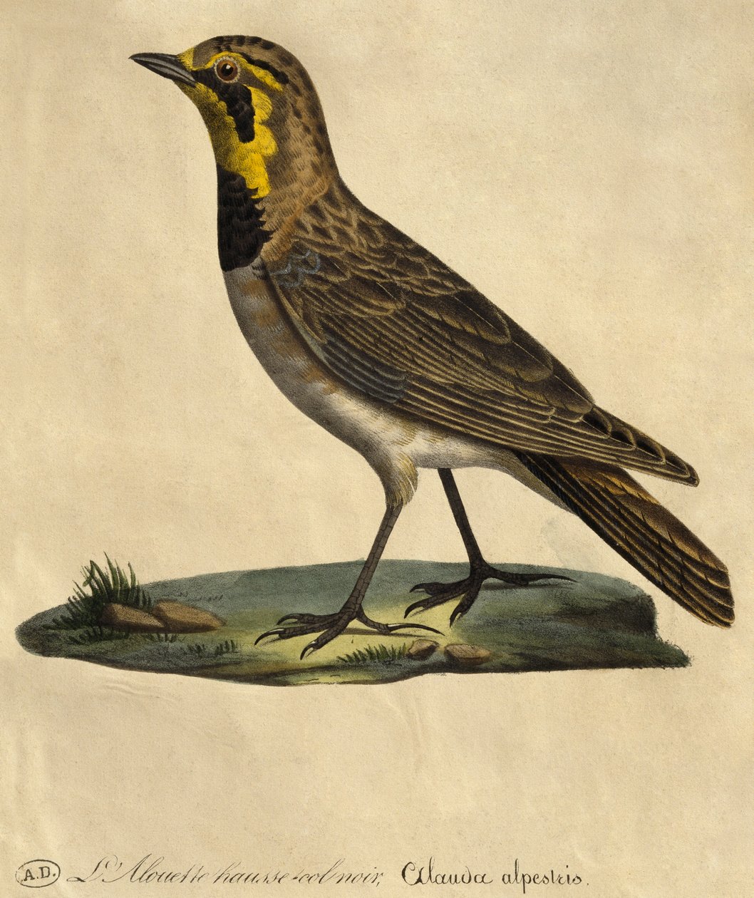 Lärka med svart krage (färggravyr) av Paul Louis Oudart