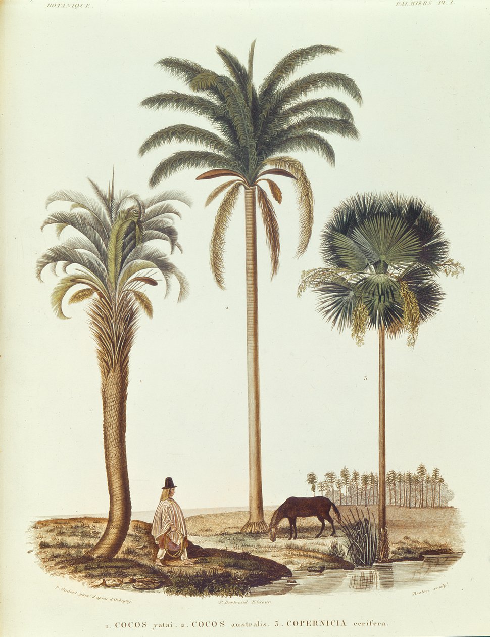 Arter av argentinsk palmträd, illustration från Voyage dans lAmerique Meridionale av Alcide dOrbigny, graverad av Breton, 1847 av Paul Louis Oudart