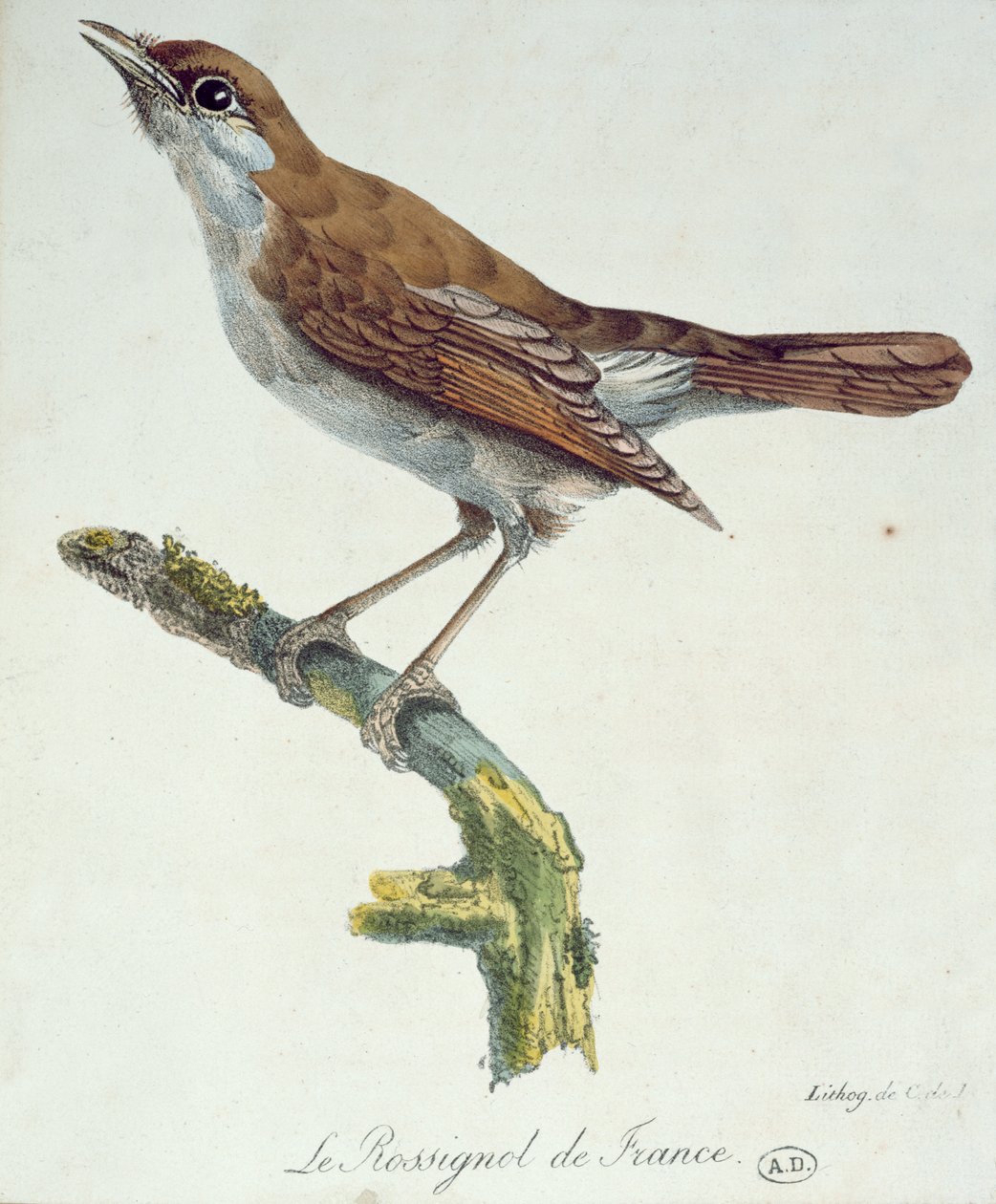 Frankrikes näktergal, ca 1830 av Paul Louis Oudart