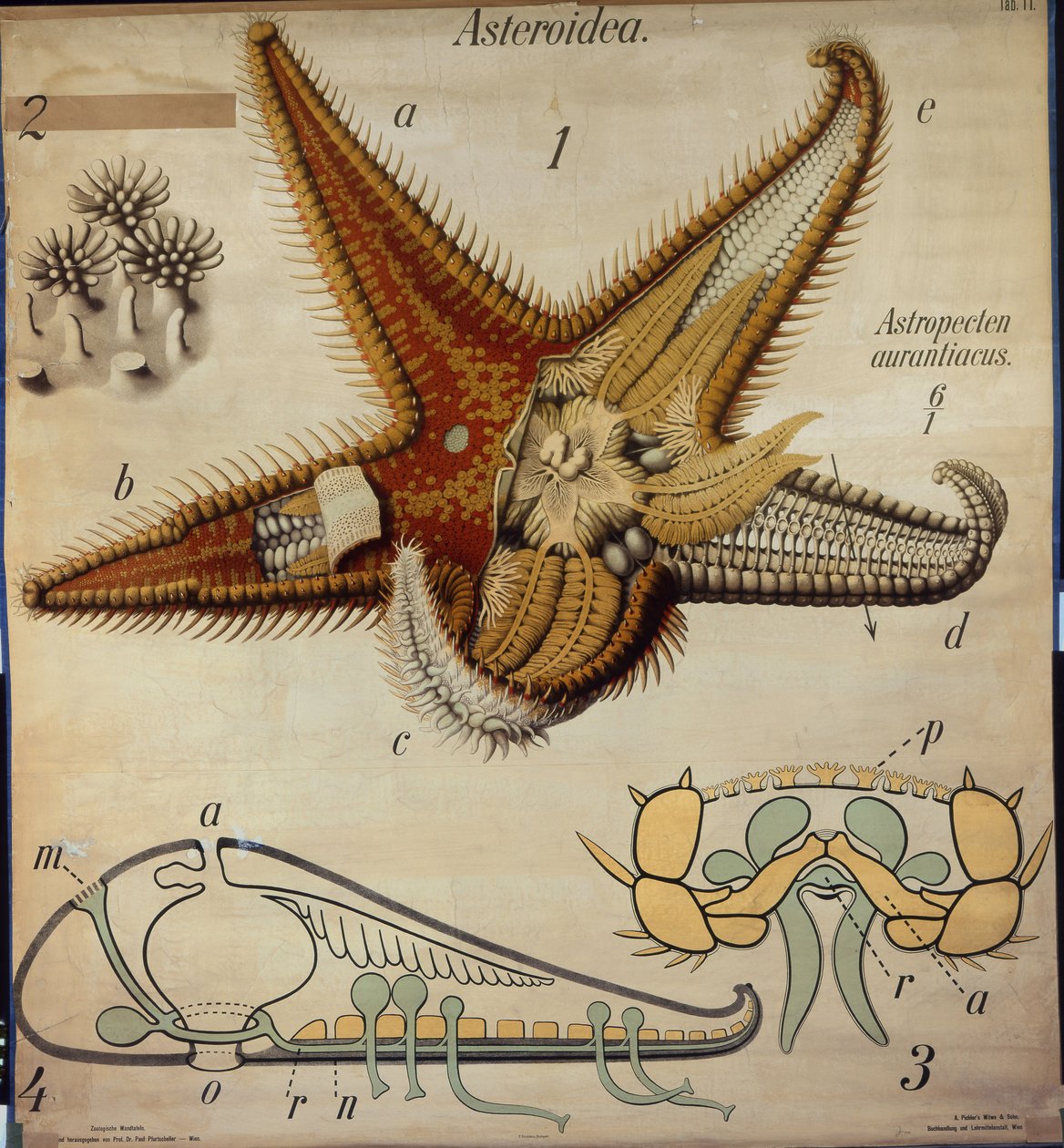 Astropecten, nr 11, Pfurtschellers zoologiska väggdiagram av Paul Pfurtscheller