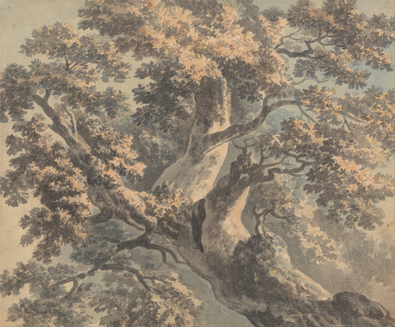Study of a Tree av Paul Sandby