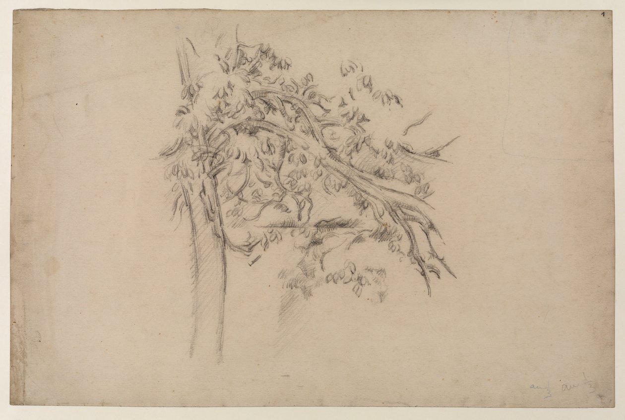 Study of a Tree, c.1885-87 (grafit på papper) av Paul Cézanne