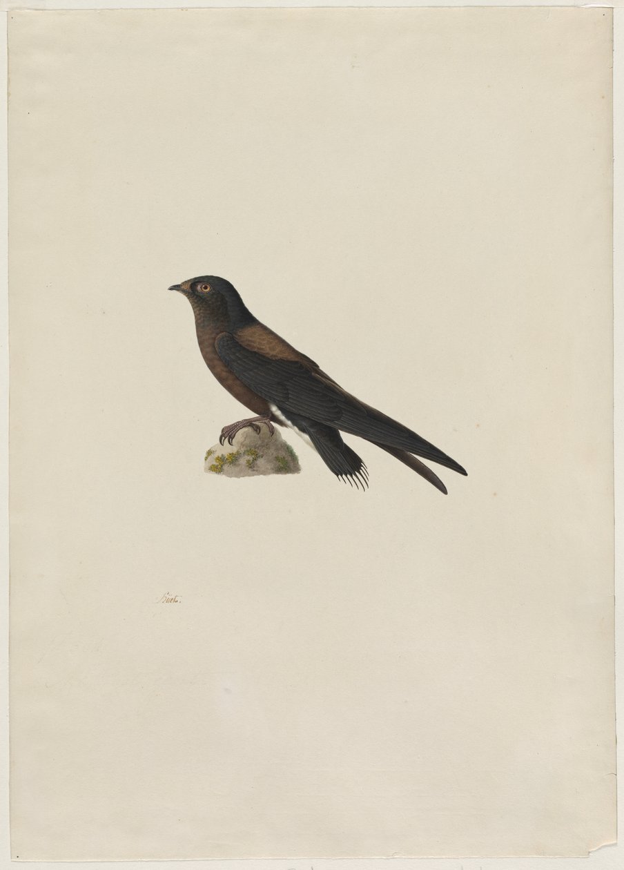 Nålstjärtsvift (Hirundapus caudacutus) av Paul Huet